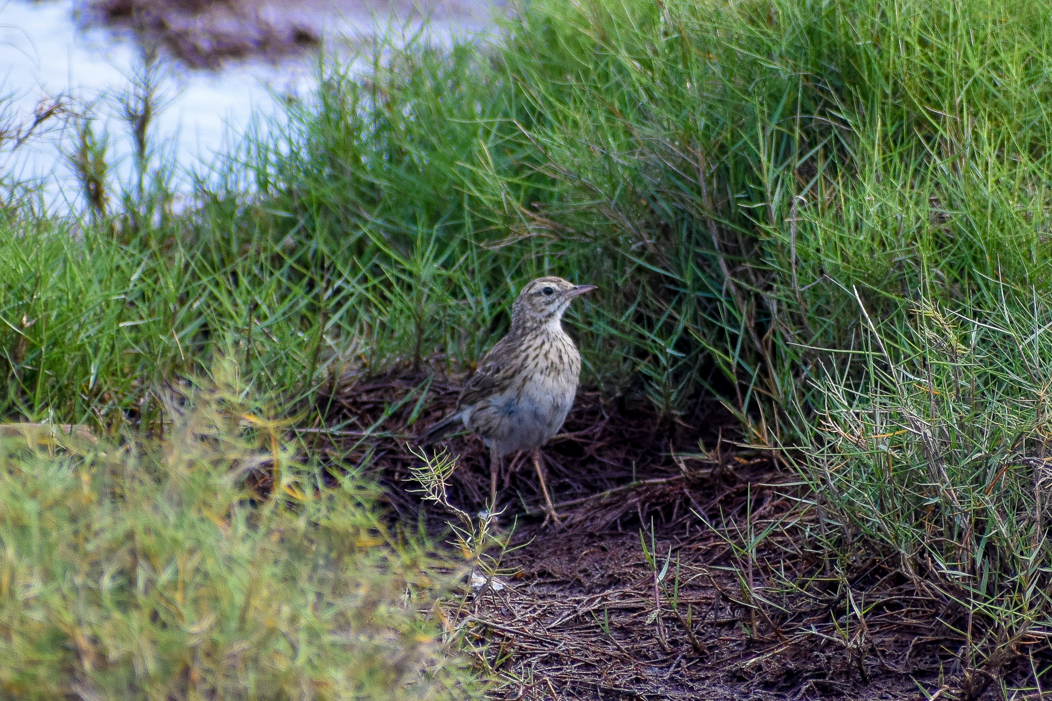 Australian Pipit (Anthus australis)