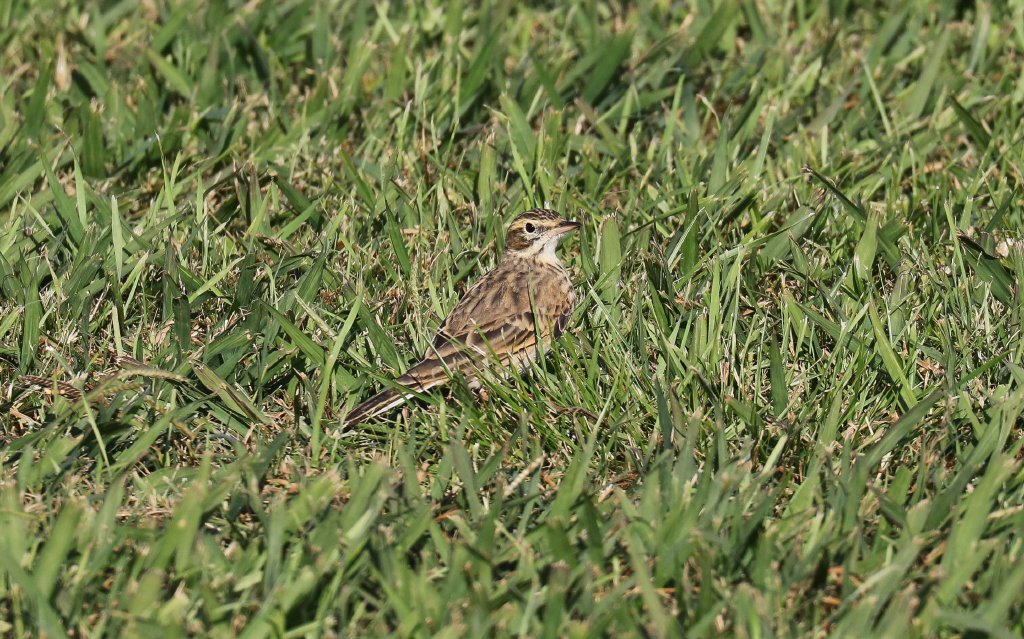 Australian Pipit