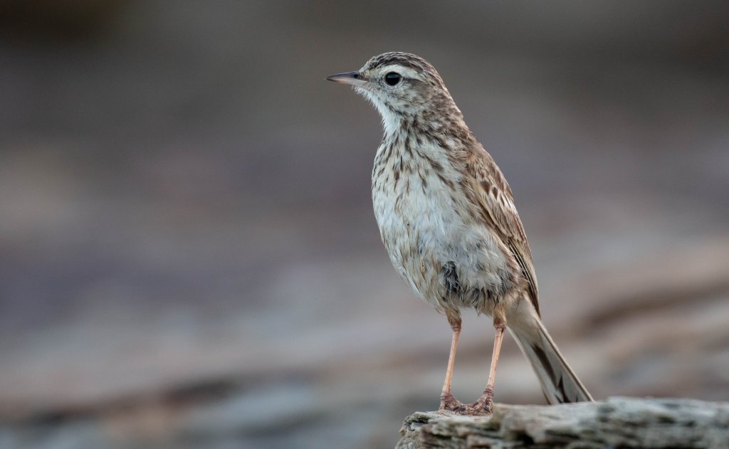 Australian Pipit