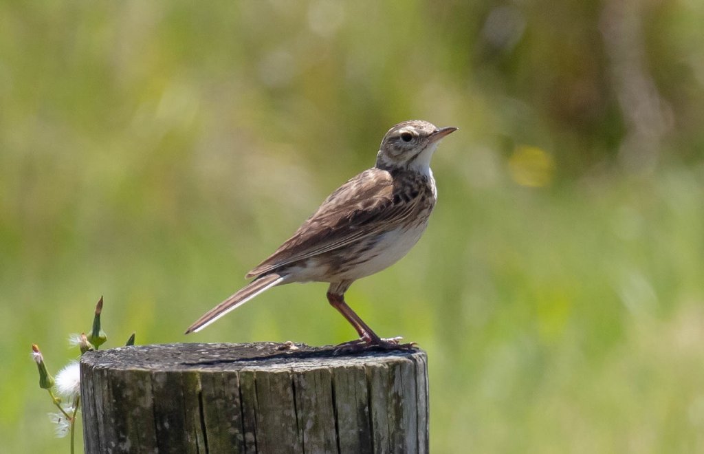 Australian Pipit