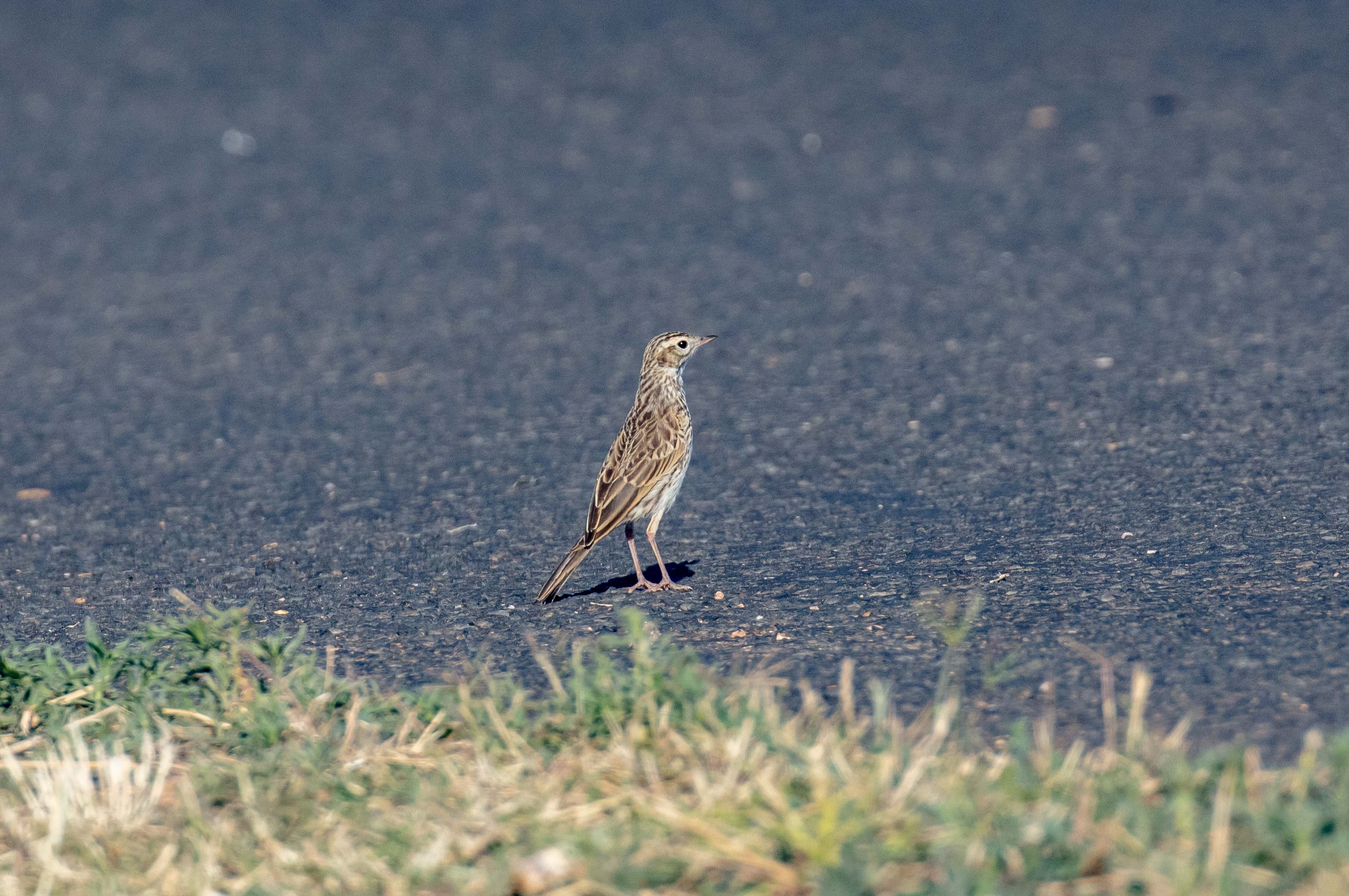 Australian Pipit