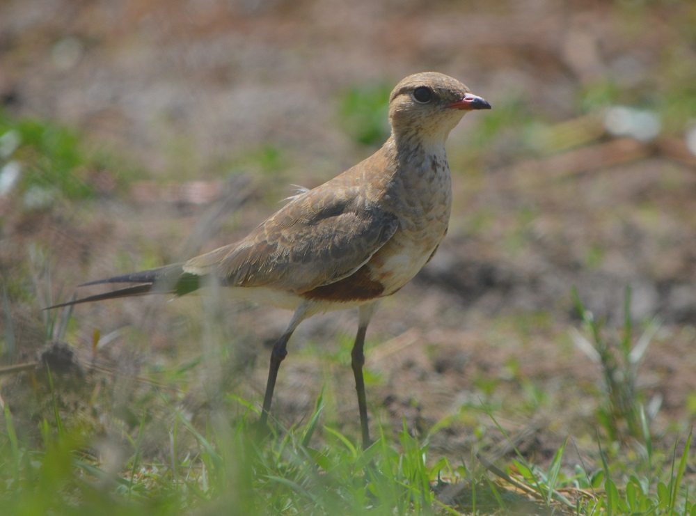 Australian pratincole.  NT