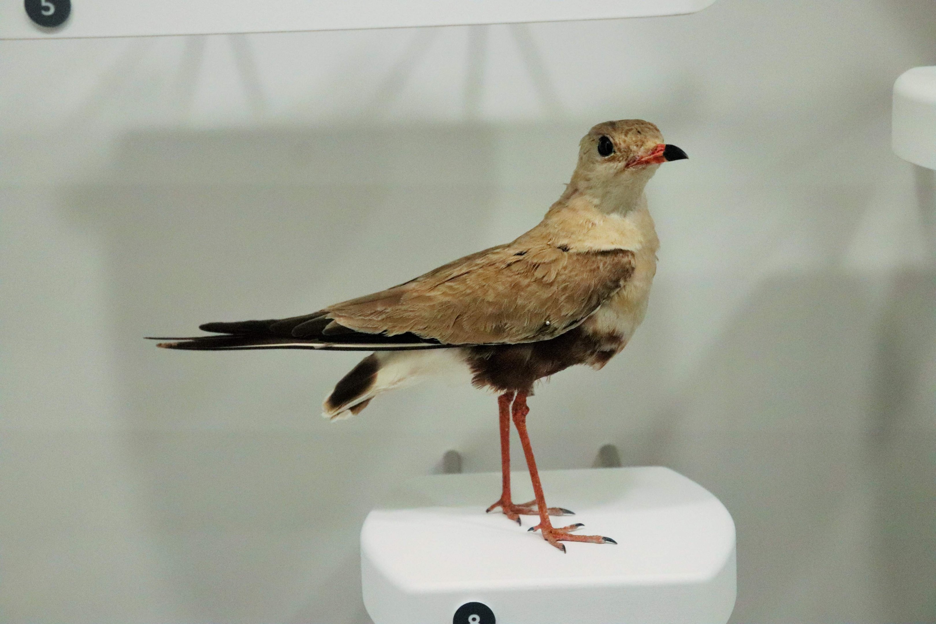 Australian Pratincole (Stiltia isabella)