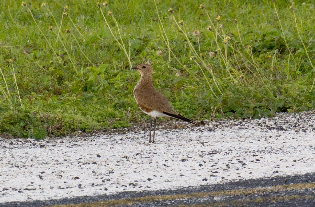 Australian Pratincole