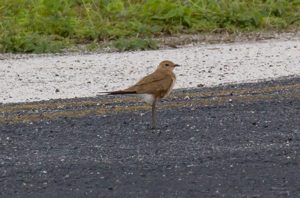 Australian Pratincole