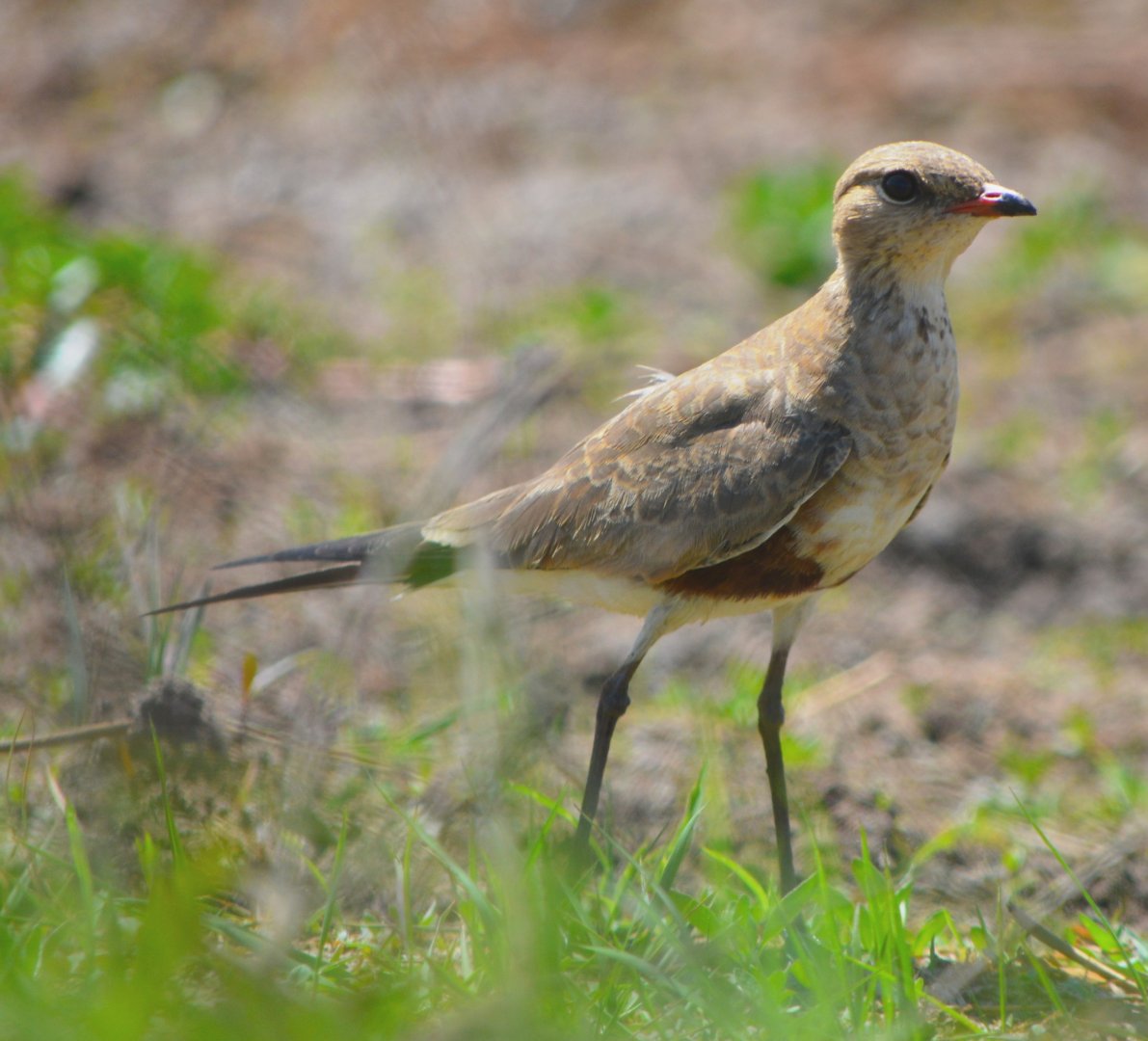 Australian pratincole