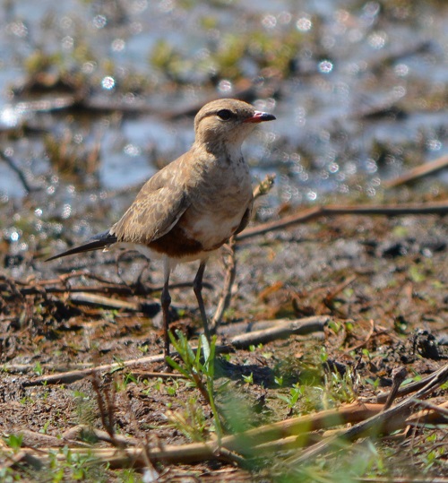 Australian pratincole