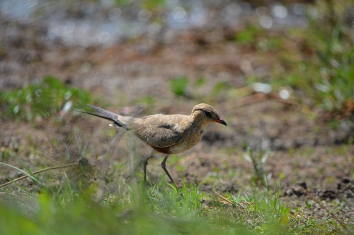 Australian pratincole.