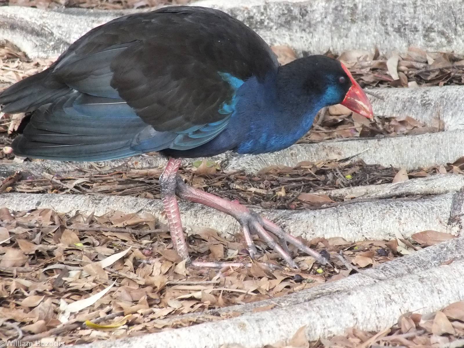 Australian Purple Swamphen - 2014