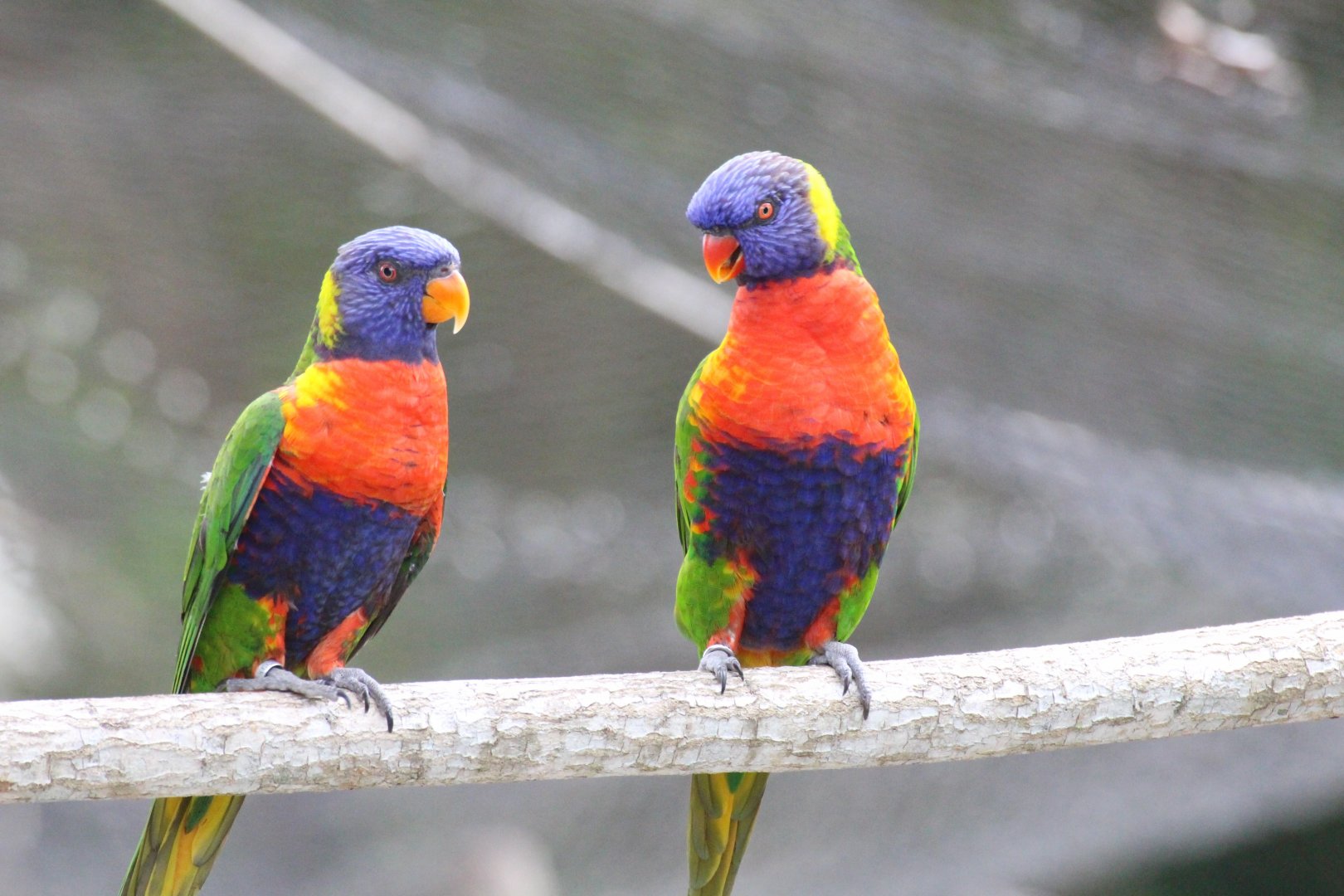 Australian Rainbow Lorikeet (2016)