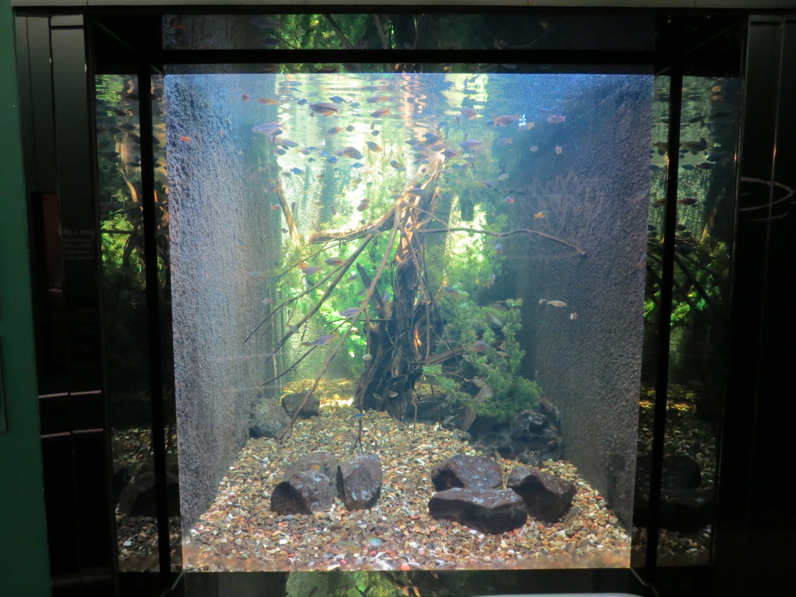 Australian Rainbow, Lungfish, and Freshwater Prawn Exhibit