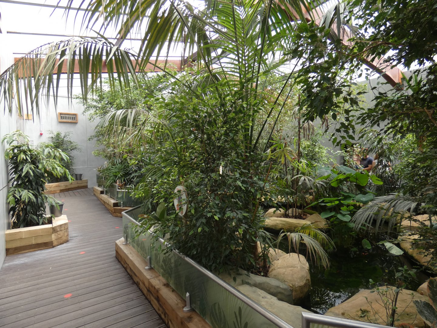 Australian Rainbows (Rainbow Lorikeet walk-through)