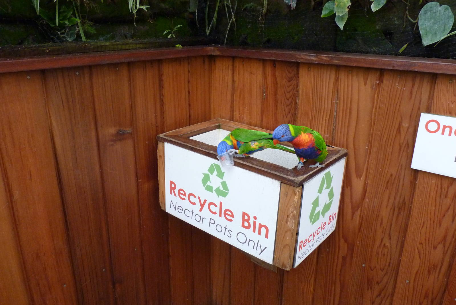 Australian Rainbows, September 2016