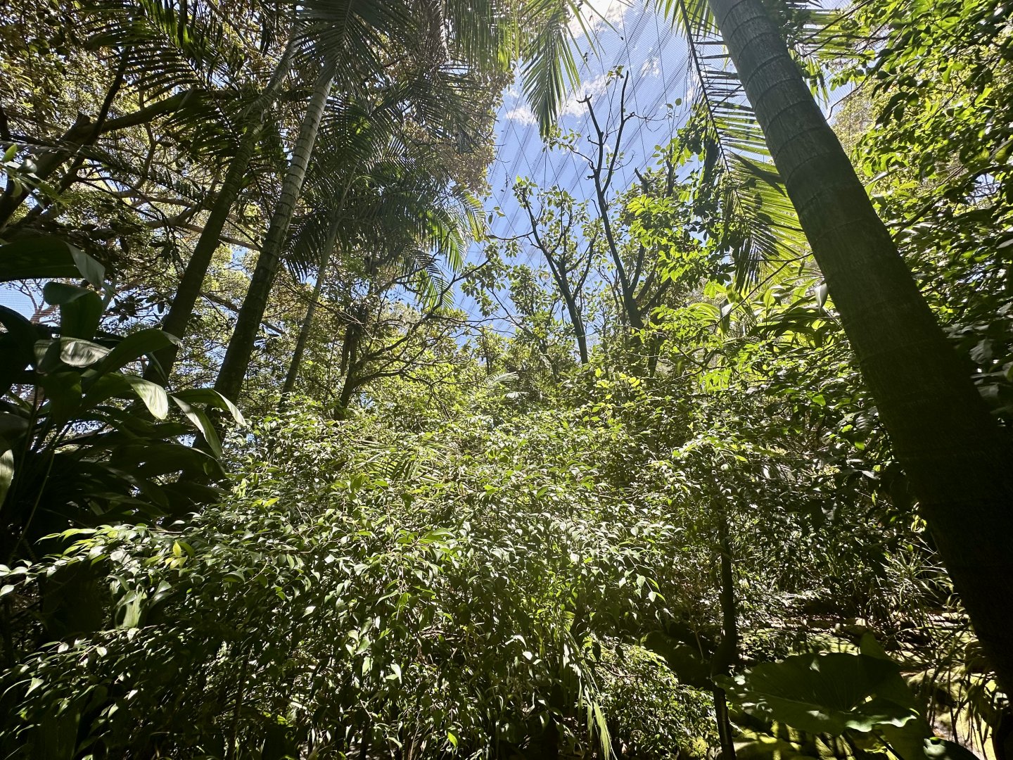 Australian Rainforest Aviary