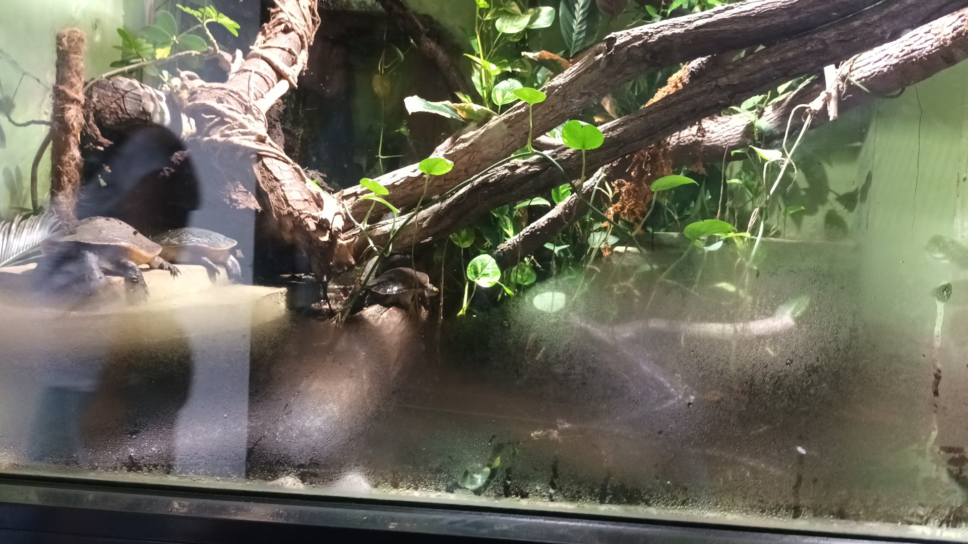 Australian Rainforest Habitat