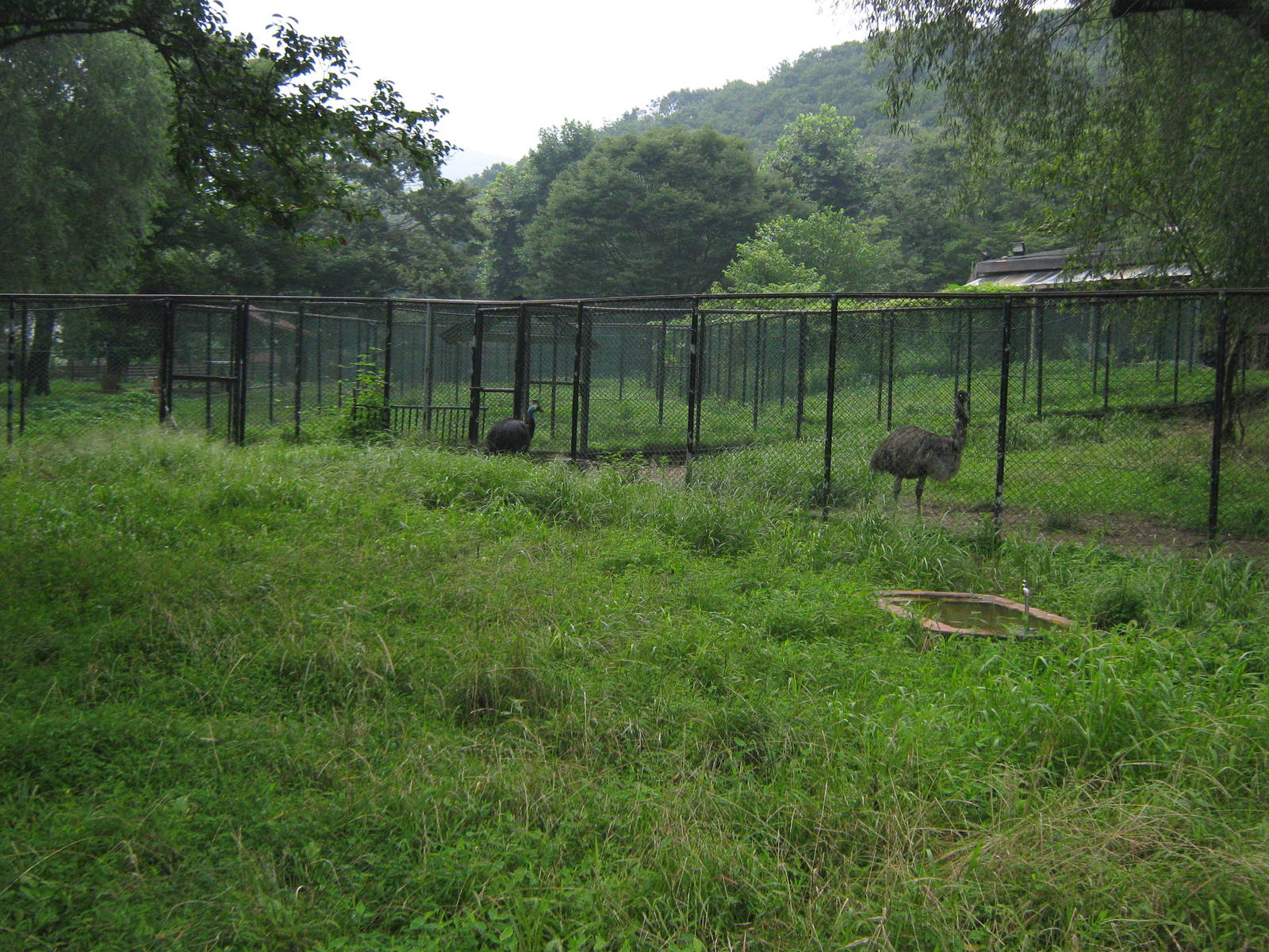 Australian ratite enclosures