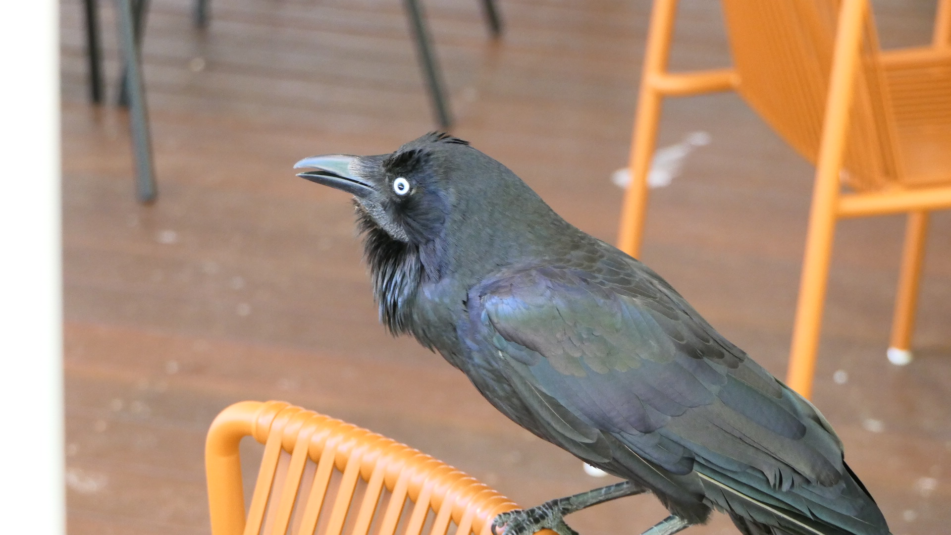 Australian Raven (wild)