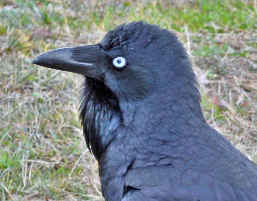 Australian raven