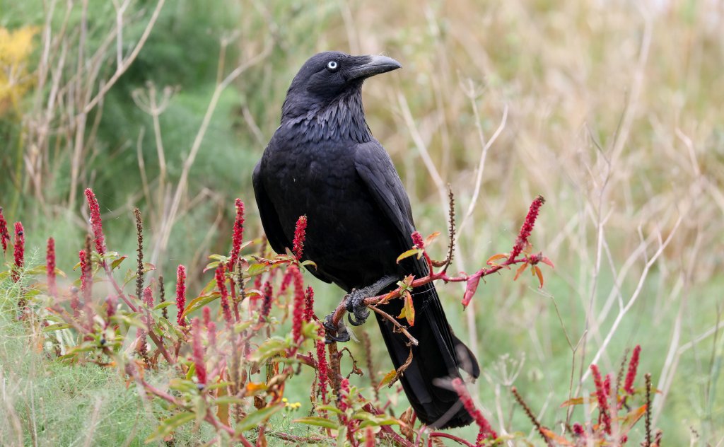 Australian Raven
