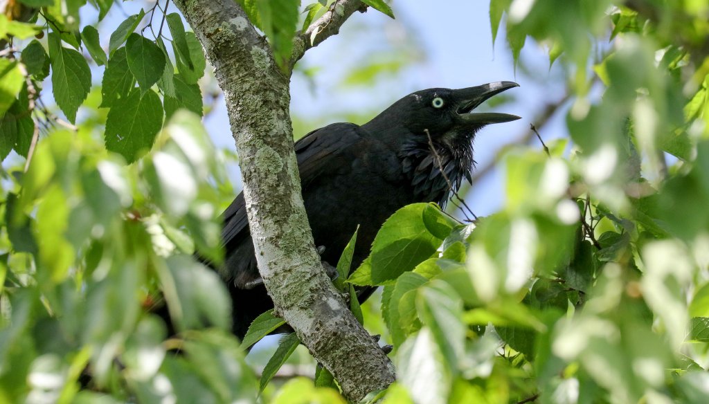 Australian Raven