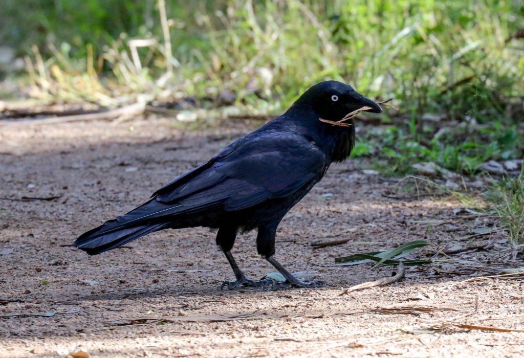 Australian Raven