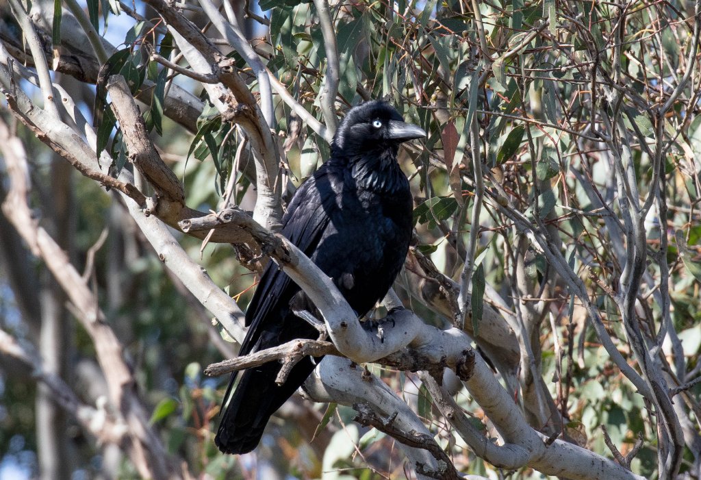 Australian Raven