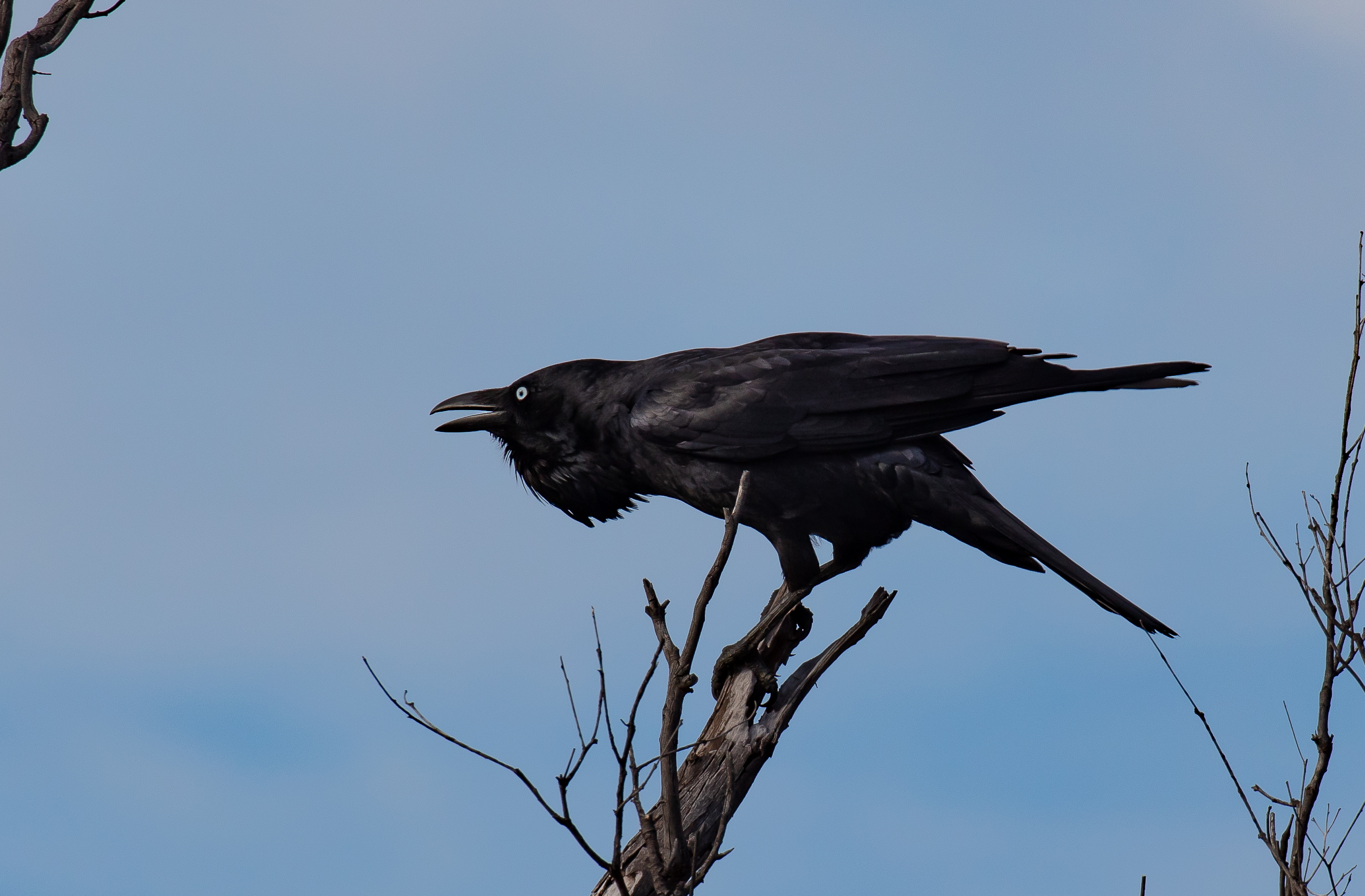 Australian Raven