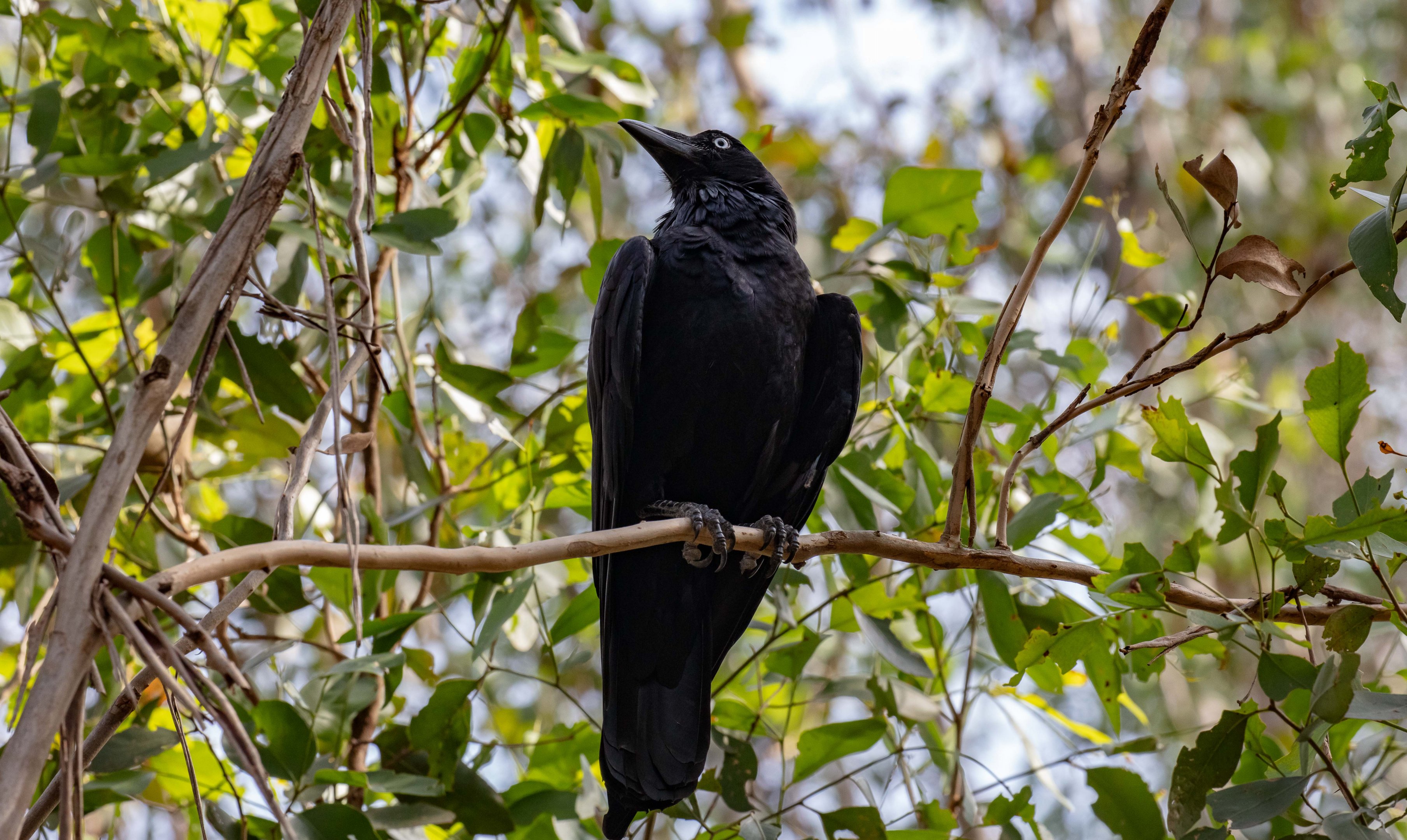 Australian Raven
