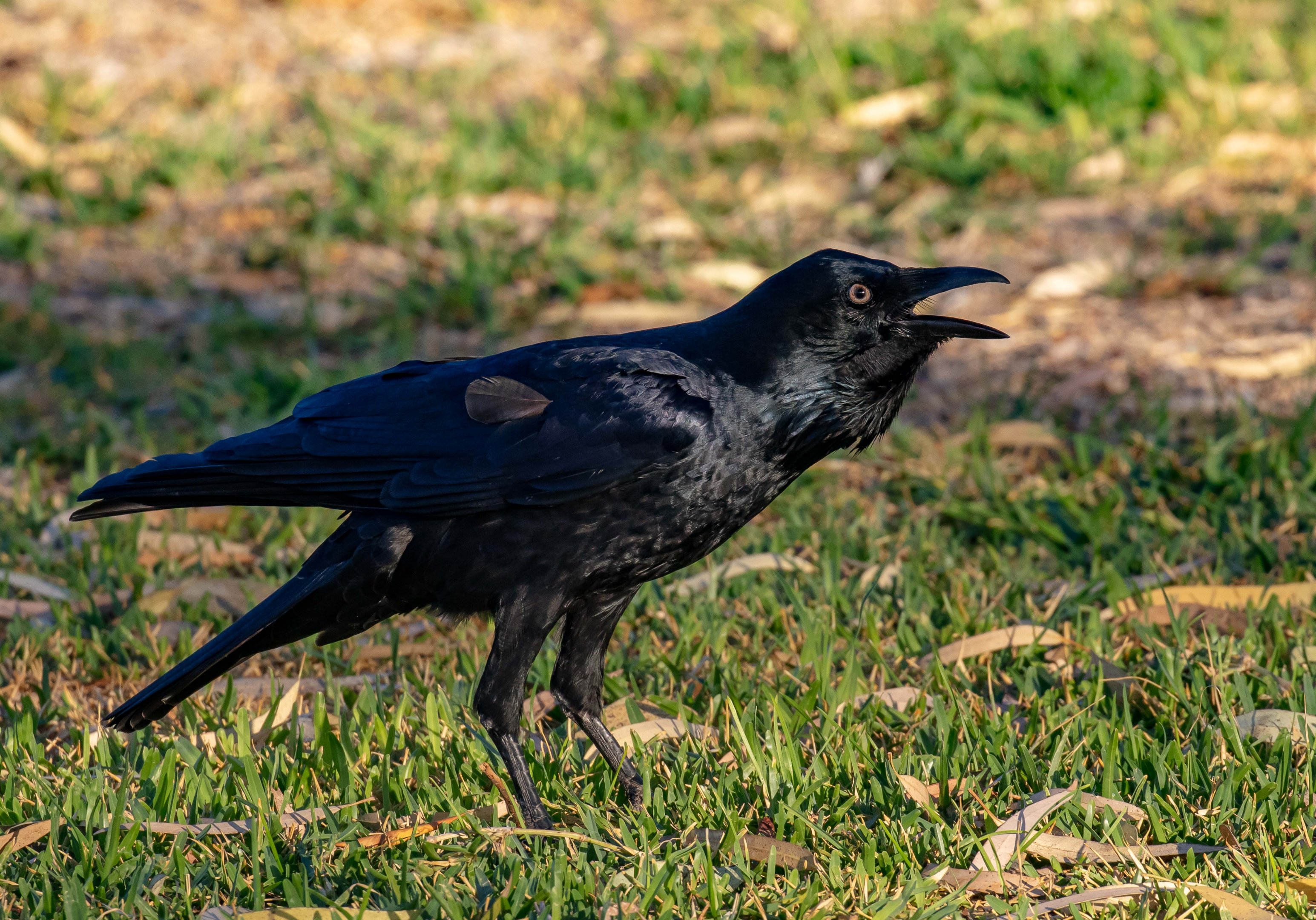 Australian Raven