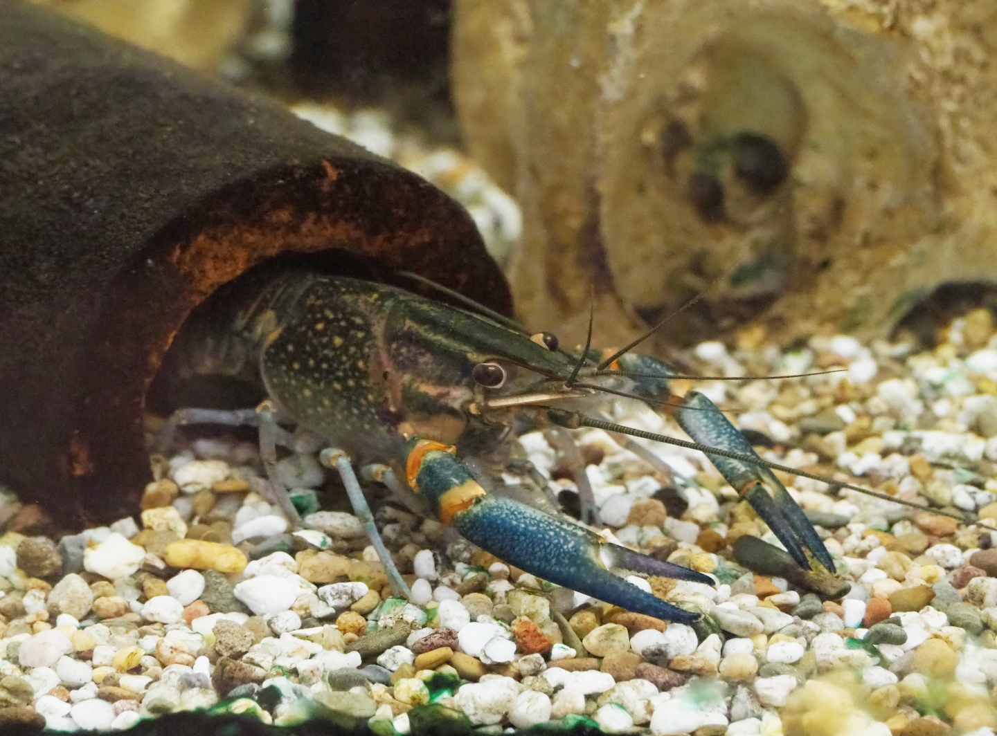 Australian red-clawed crayfish (Cherax quadricarinatus), 2019-05-31
