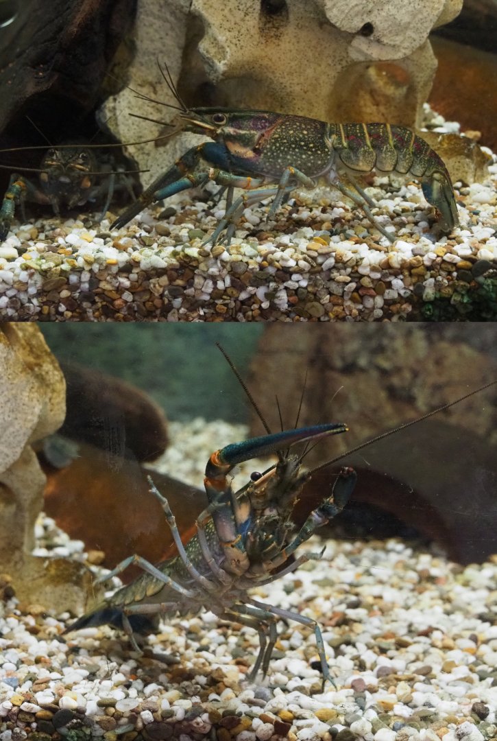 Australian red-clawed crayfish (Cherax quadricarinatus), 2019-12-28