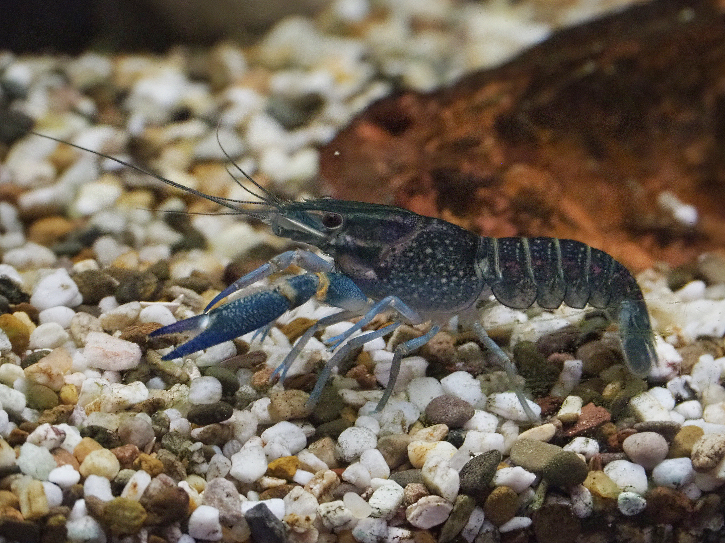 Australian red-clawed crayfish (Cherax quadricarinatus), 2020-01-11