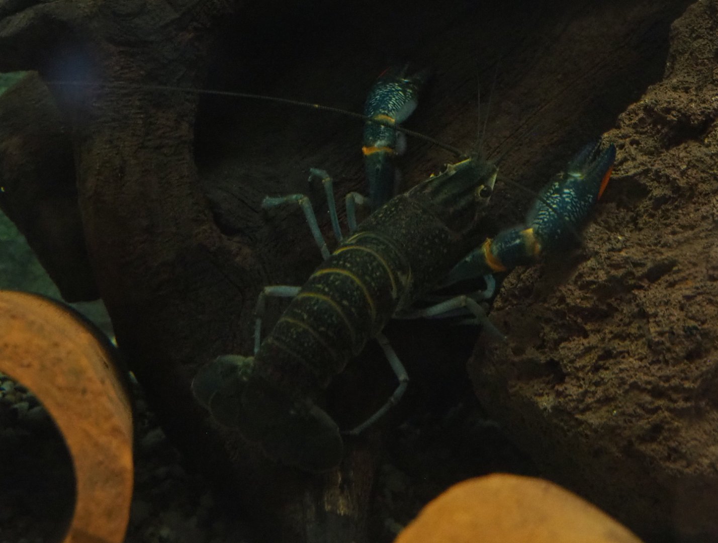Australian red-clawed crayfish (Cherax quadricarinatus), 2020-06-12