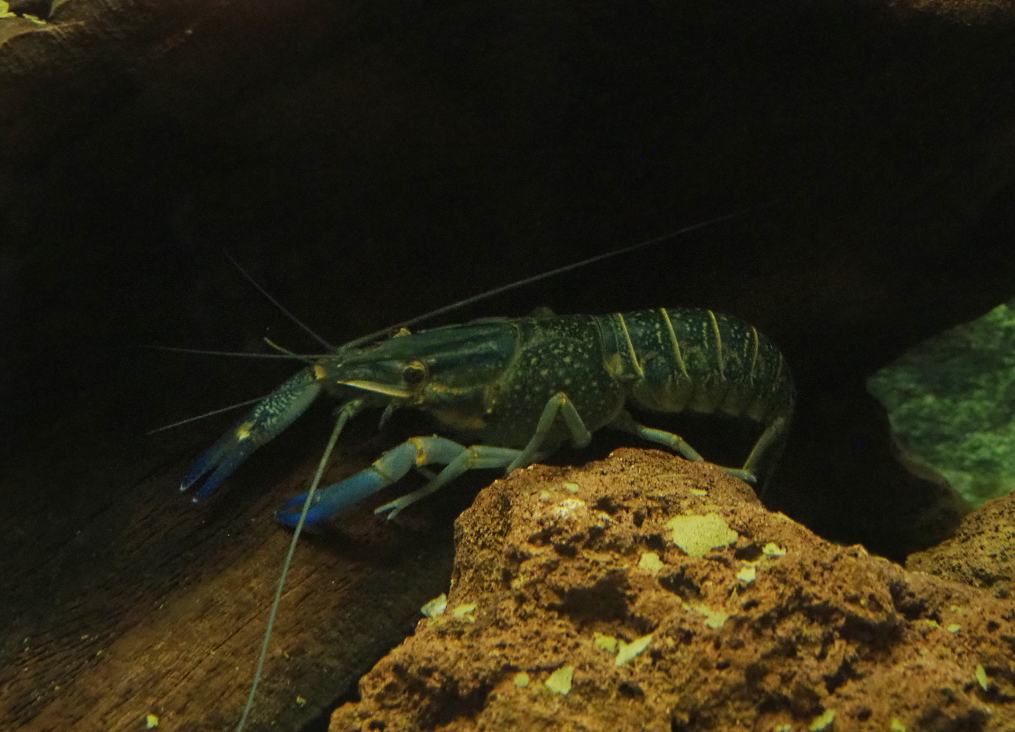 Australian red-clawed crayfish (Cherax quadricarinatus), 2020-07-14