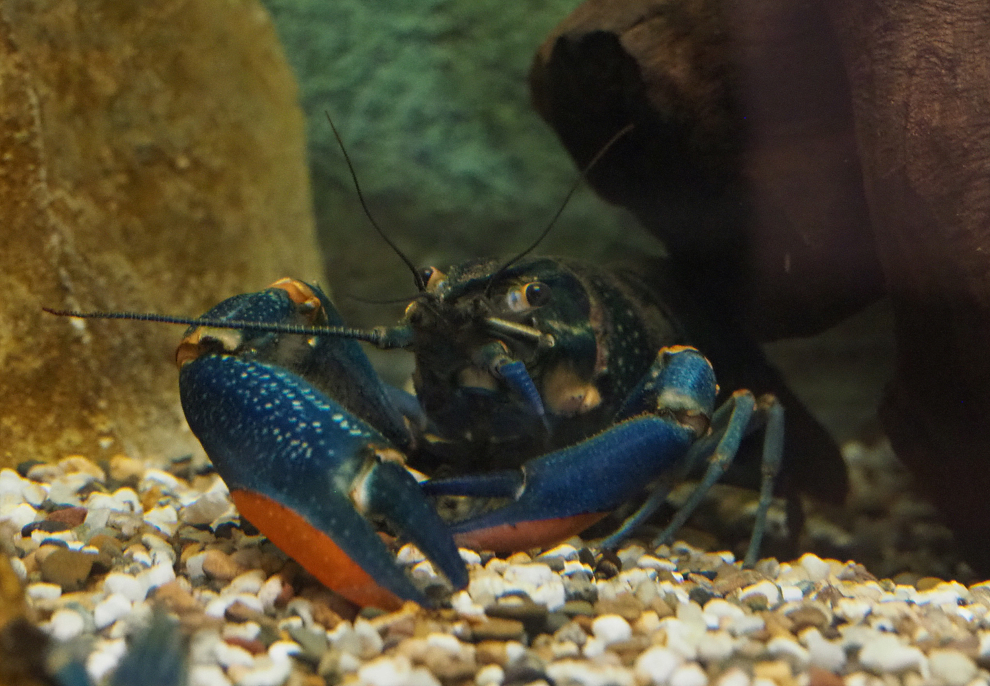 Australian red-clawed crayfish (Cherax quadricarinatus), 2020-08-15