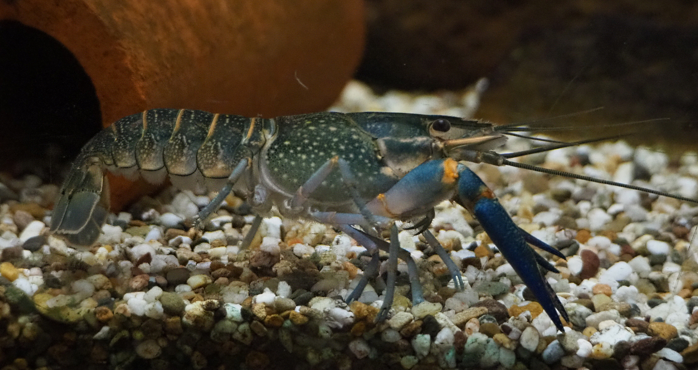 Australian red-clawed yabby (Cherax quadricarinatus), 2020-10-10