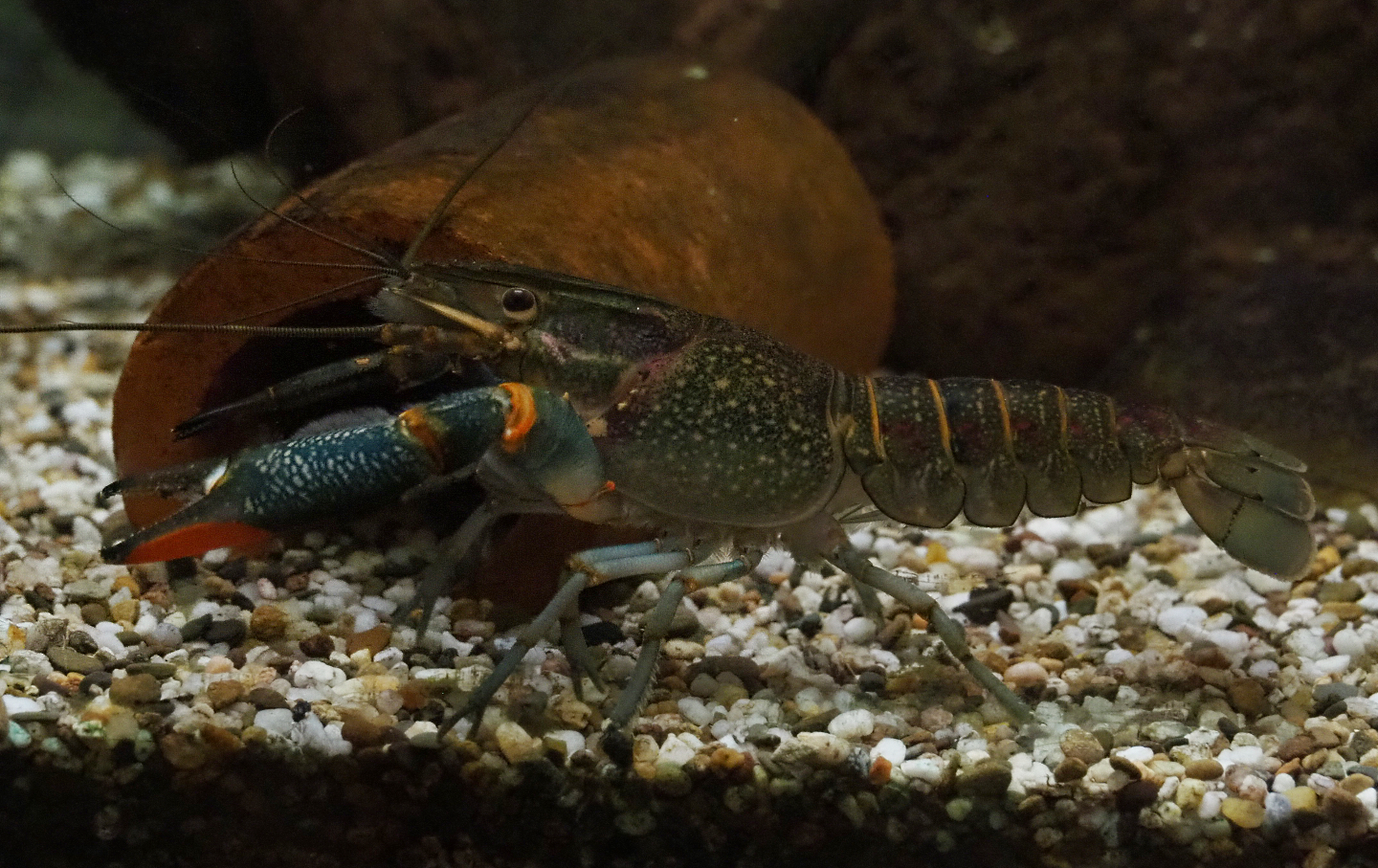 Australian red-clawed yabby (Cherax quadricarinatus), 2020-10-19