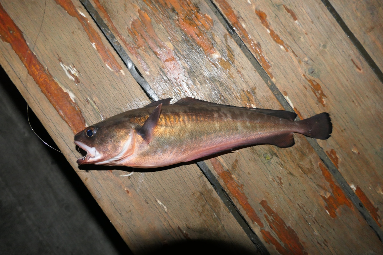 Australian Red Cod (Pseudophycis palmata)