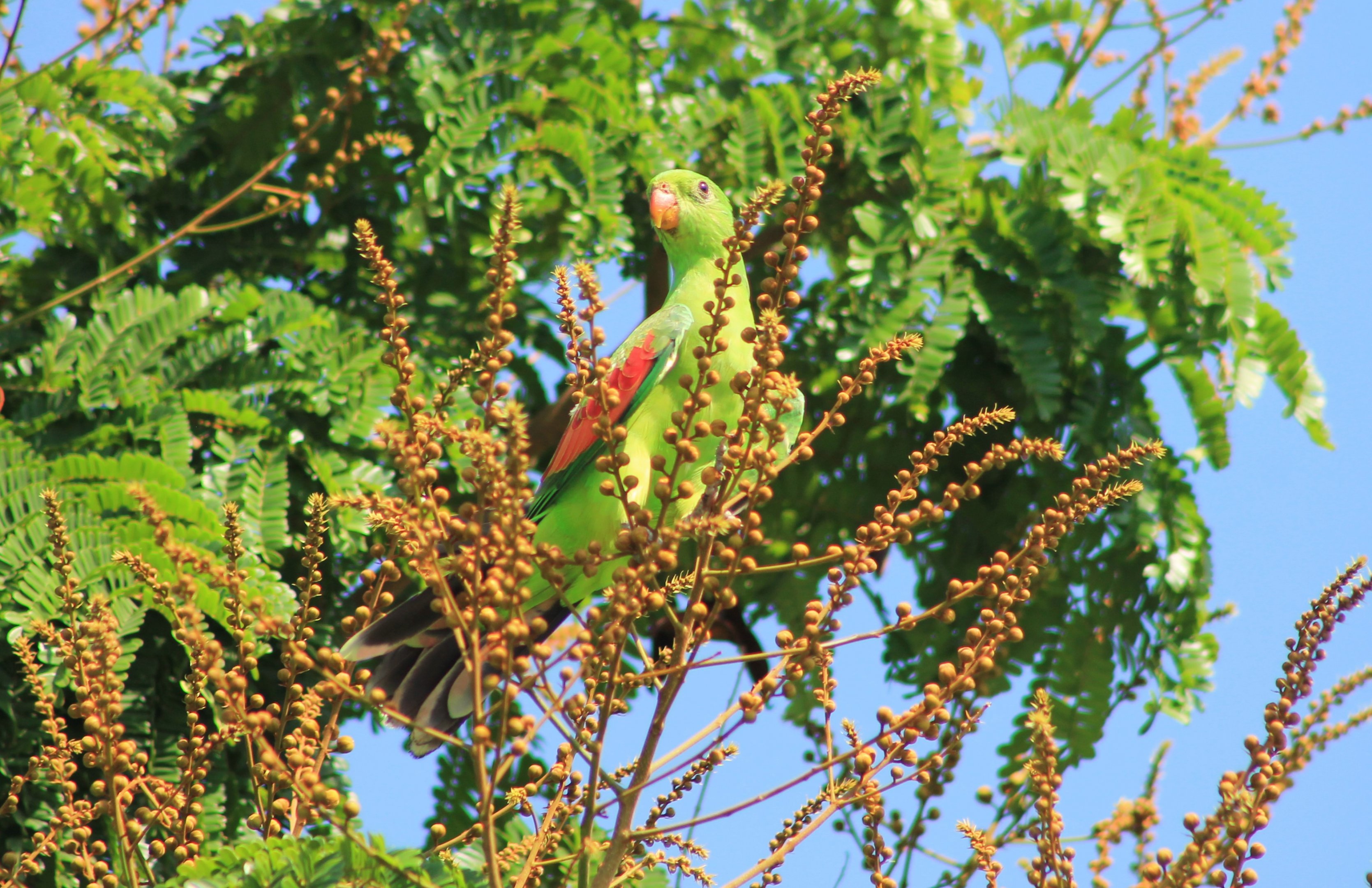 Australian Red-winged Parrot (Aprosmictus erythropterus)