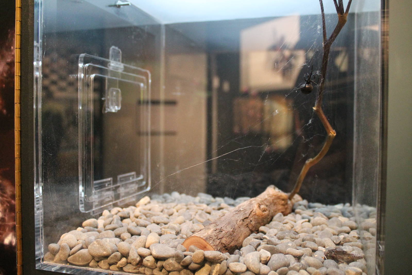 Australian Redback Spider (Latrodectus hasselti)