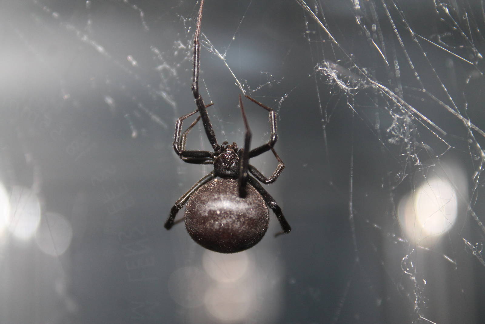 Australian Redback Spider (Latrodectus hasselti)