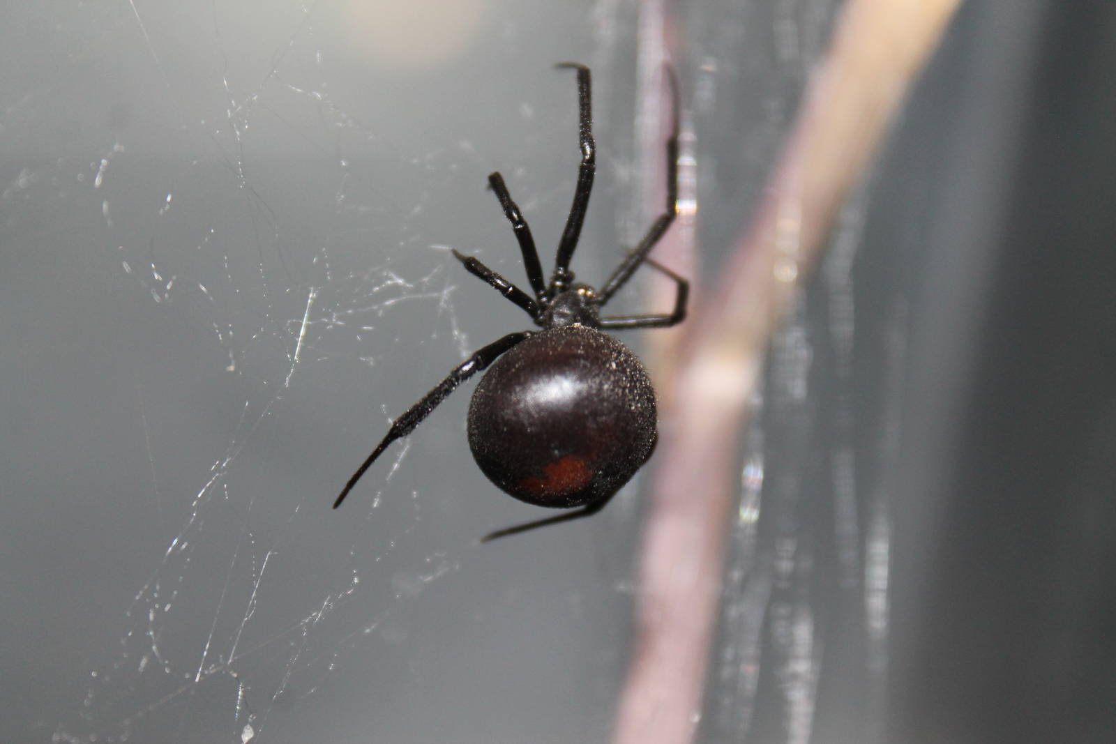 Australian Redback Spider (Latrodectus hasselti)