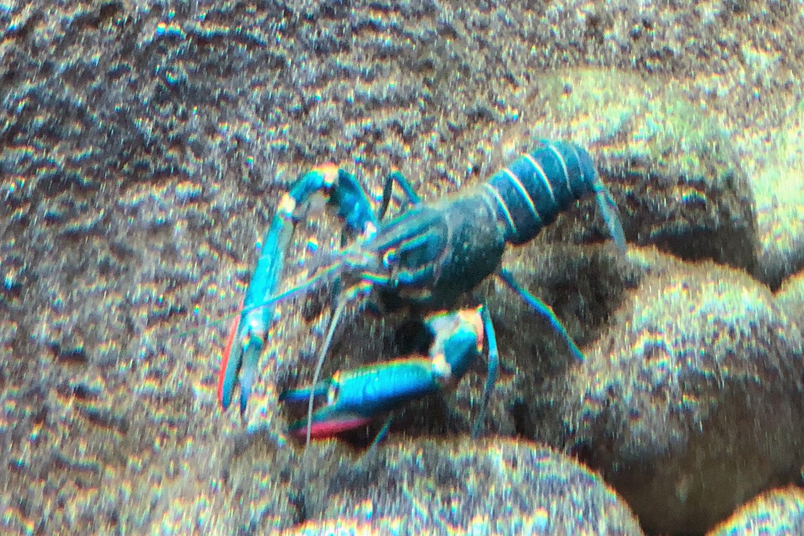 Australian Redclaw Crayfish (Cherax quadricarinatus)