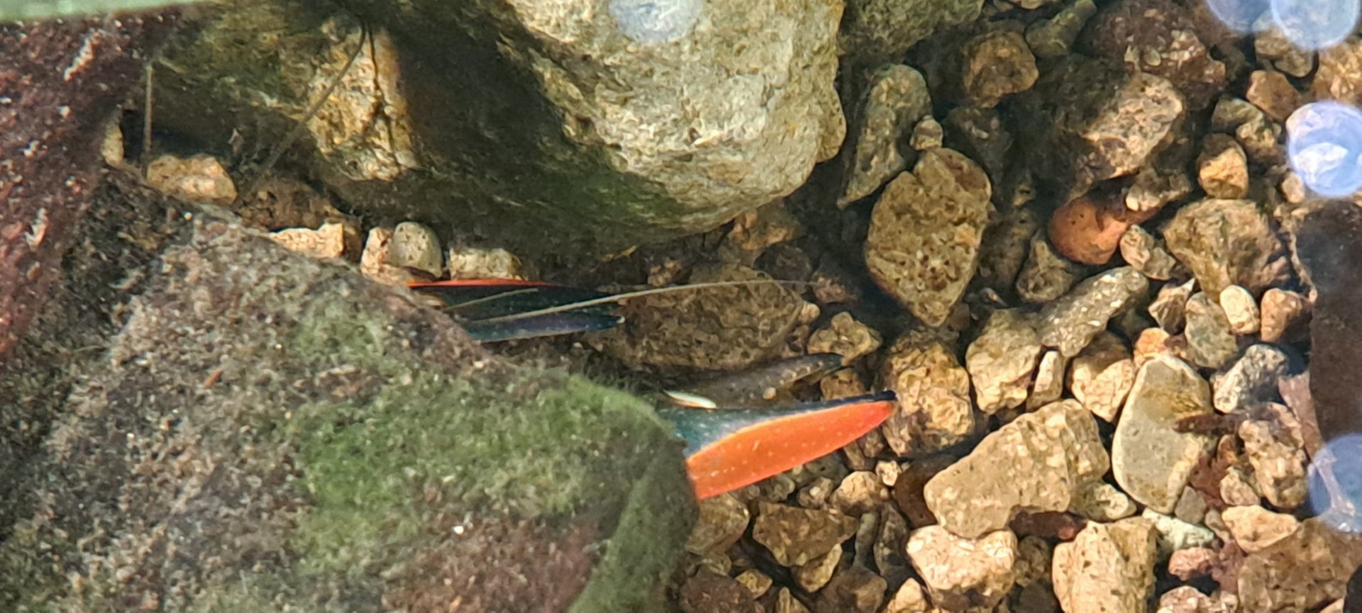 Australian Redclaw Crayfish