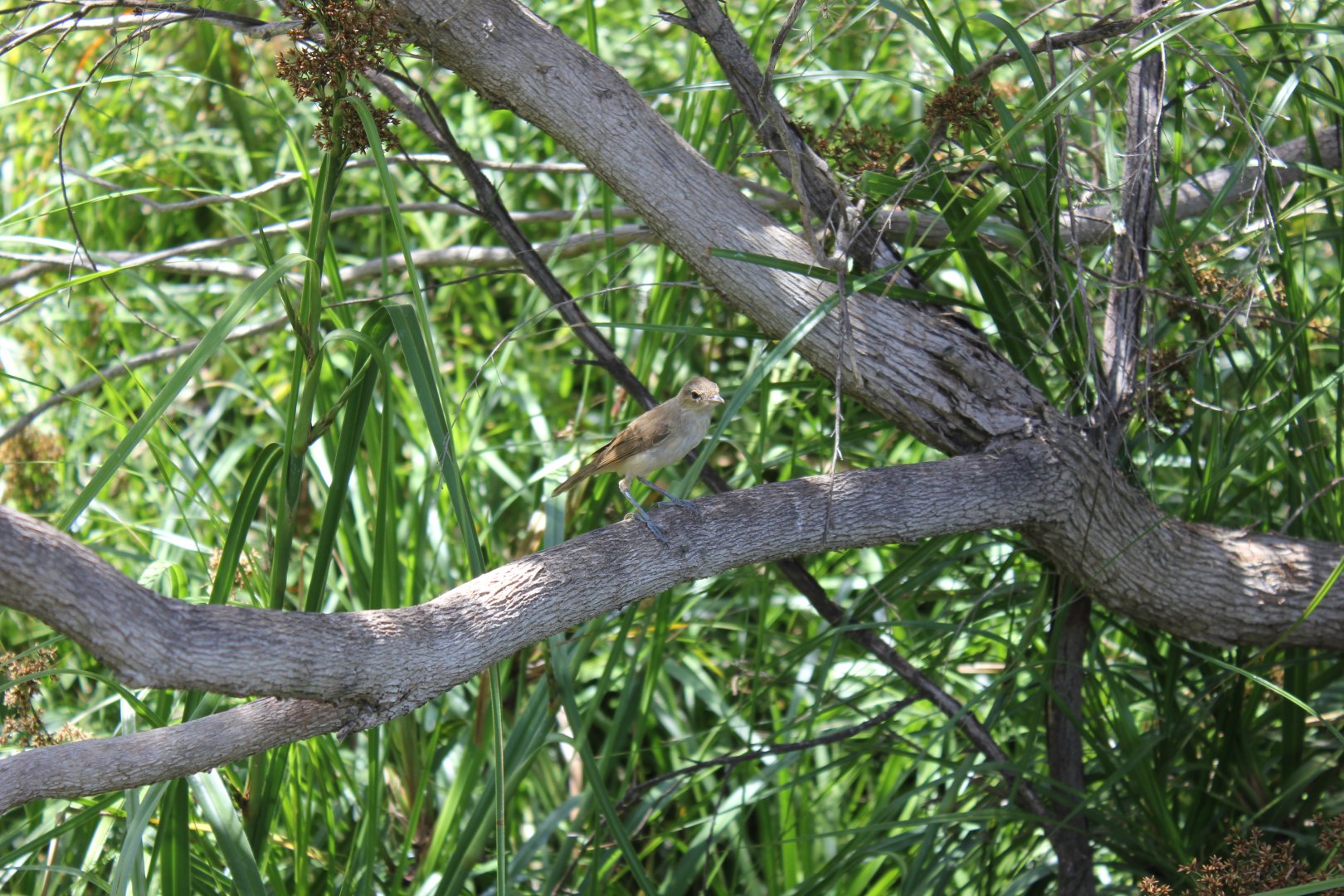Australian Reed-warbler (Aerocephalus australis)