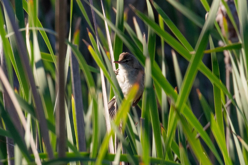 Australian Reed Warbler
