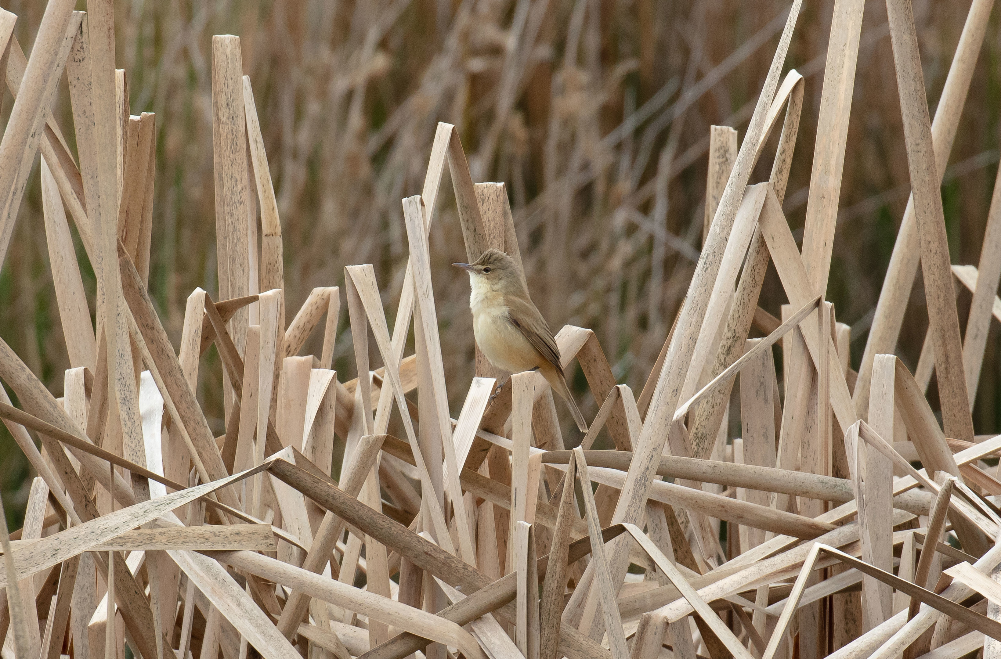 Australian Reed Warbler