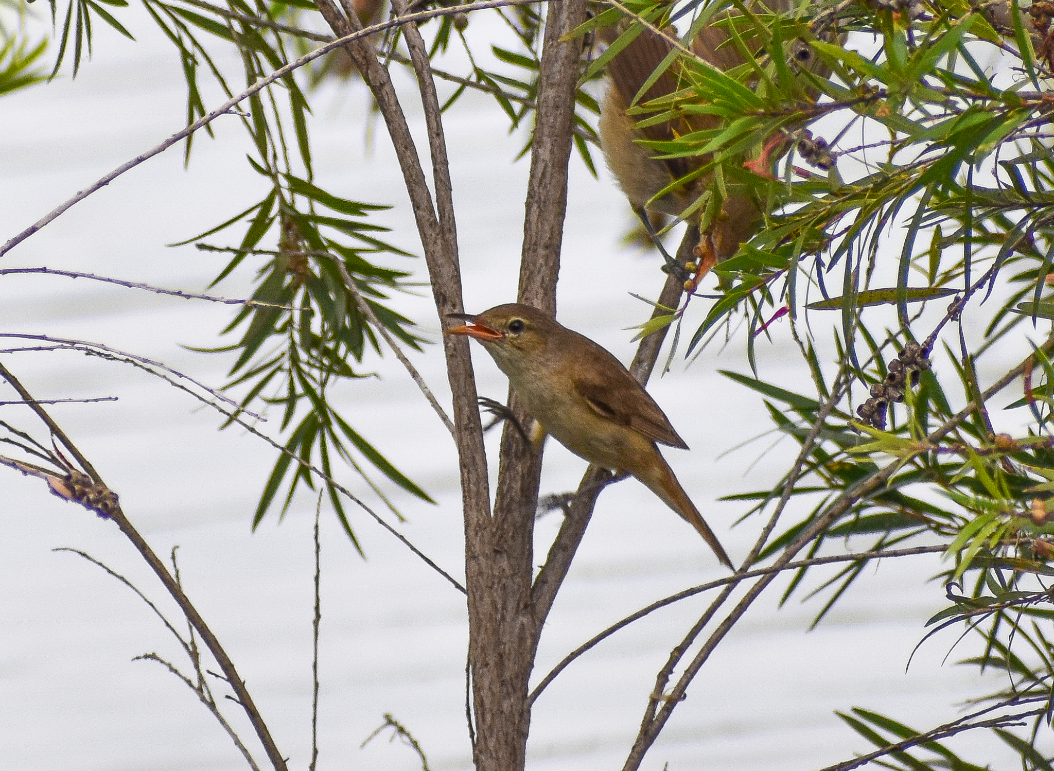 Australian Reed-Warbler