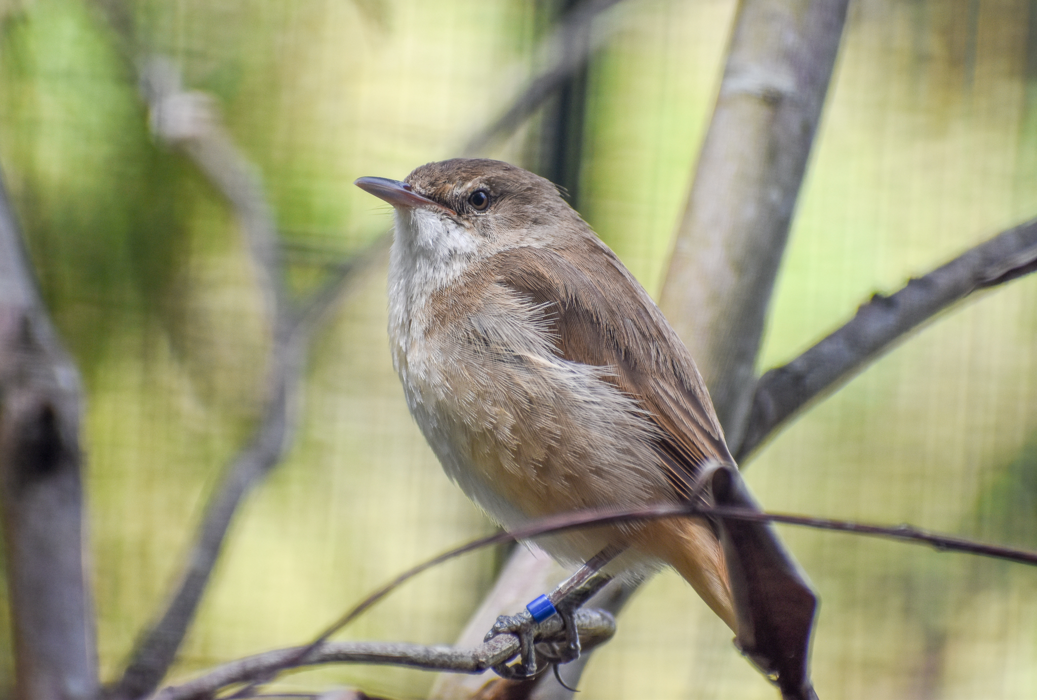 Australian Reed-Warbler