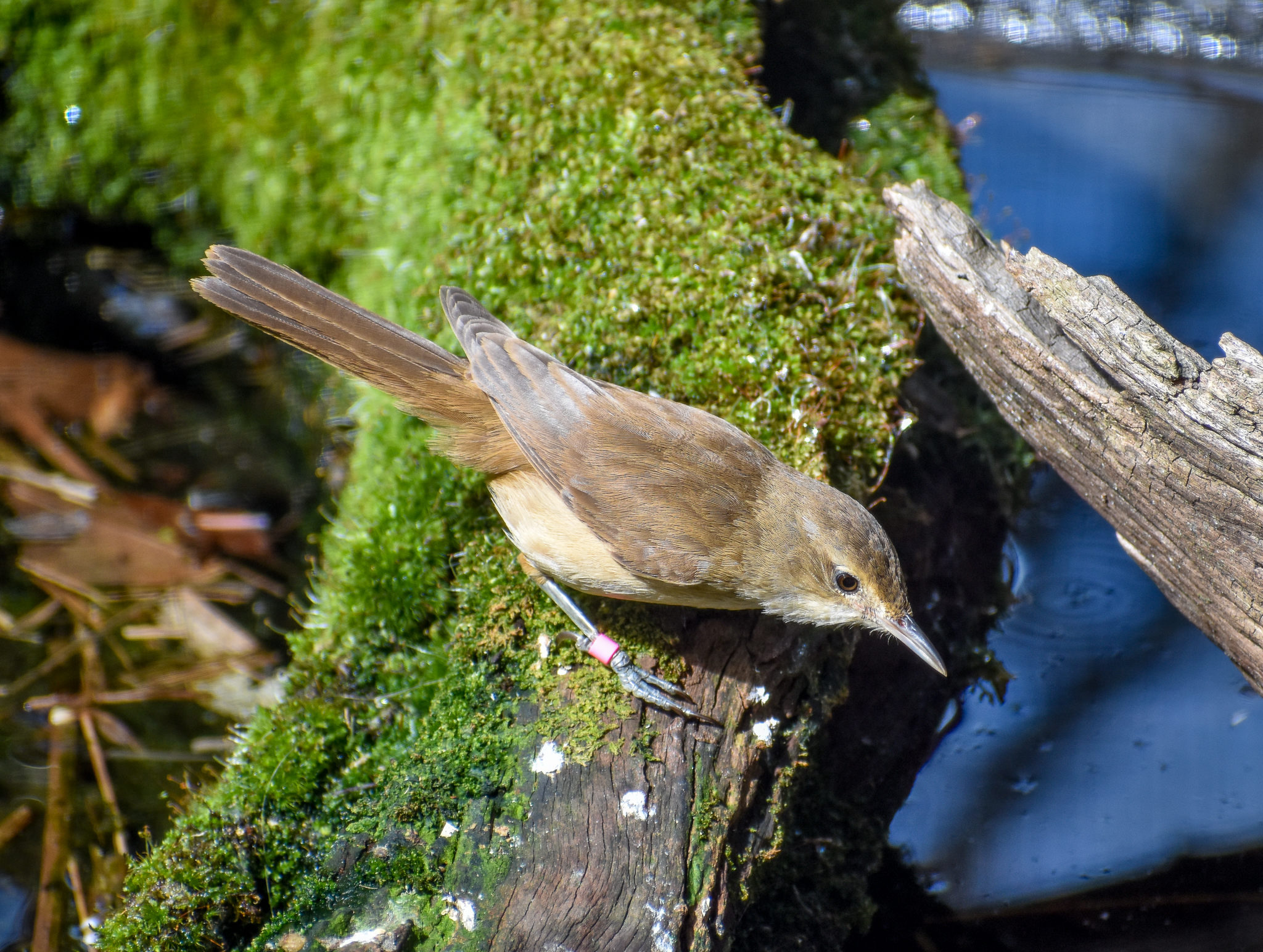 Australian Reed-Warbler